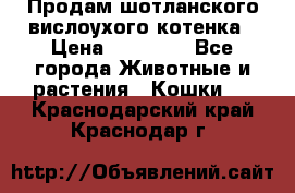 Продам шотланского вислоухого котенка › Цена ­ 10 000 - Все города Животные и растения » Кошки   . Краснодарский край,Краснодар г.